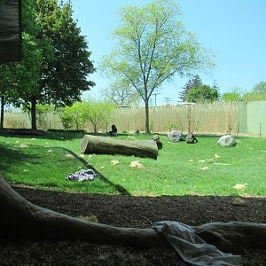 Gorilla Meadow (Right side) - 5/9/23