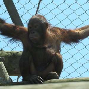 Bornean Orangutan Fajar - 5/9/23