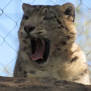 Snow Leopard - 5/9/23