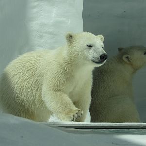 Polar Bear cubs Kallik and Kallu - 5/9/23