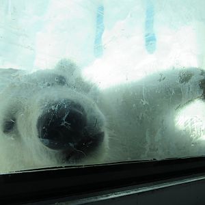 Polar Bear cub nose to nose - 5/9/23
