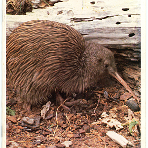 The Animals of Orana Park