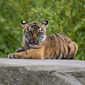 Female Sumatran tiger cub