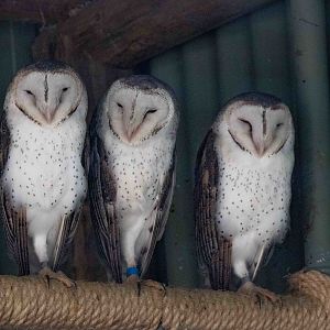 Barn Owl
