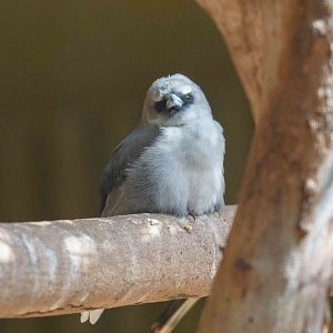 Black-faced Woodswallow