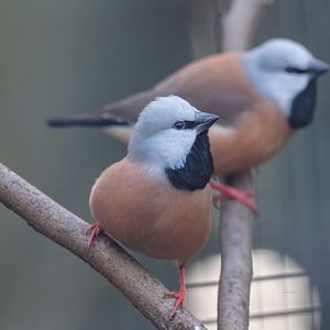 Black-throated Finch