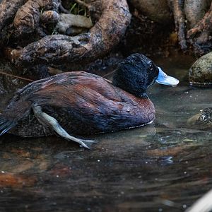 Blue-billed Duck