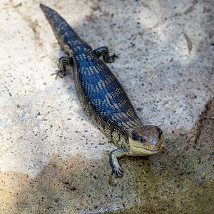Eastern Bluetongue Skink