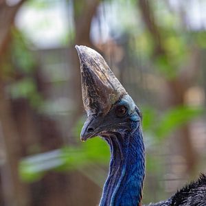 Cassowary