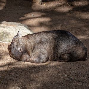 Common Wombat