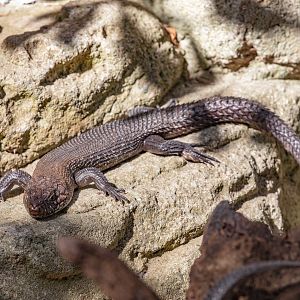 Cunningham's Skink