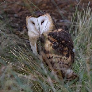 Eastern Grass Owl