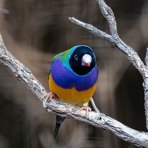 Gouldian Finch