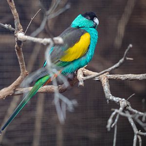 Hooded Parrot