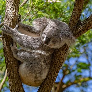 Koala