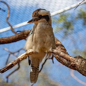 Laughing Kookaburra