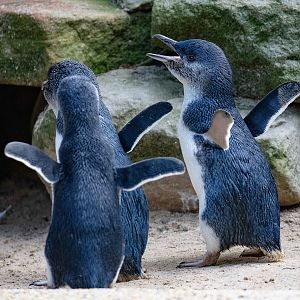 Little Penguins