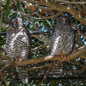 Powerful Owls
