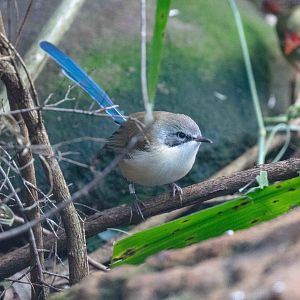Purple-crowned Fairy Wren