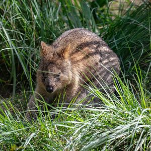 Quokka