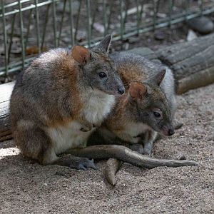 Red-necked Pademelon