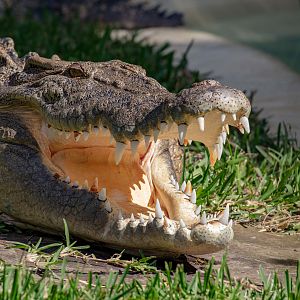 Saltwater Crocodile