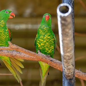 Scaly-breasted Lorikeet