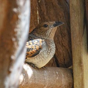Spotted Bowerbird