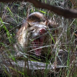 Tiger Quoll