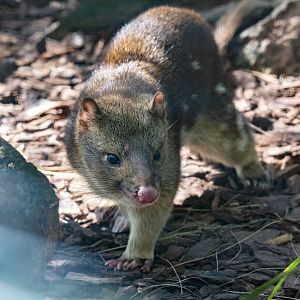 Tiger Quoll