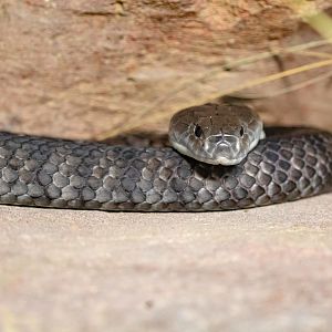 Tiger Snake