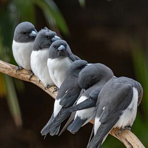 White-breasted Woodswallow