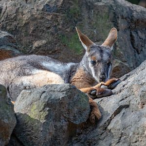 Yellow-footed Rock Wallaby