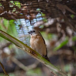 Yellow-rumped Munia