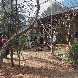 Lorikeet Walk-through
