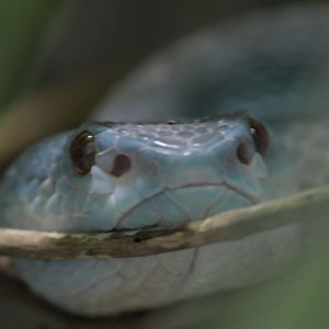 Island white-lipped pit viper