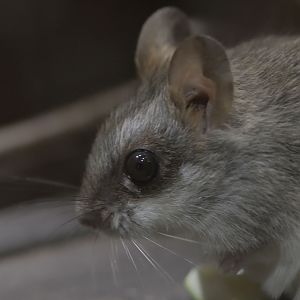 Acacia rat