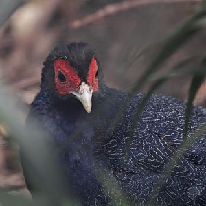 Malay crestless fireback pheasant