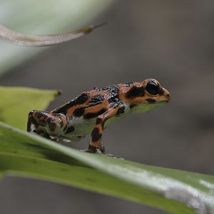 Strawberry poison dart frog