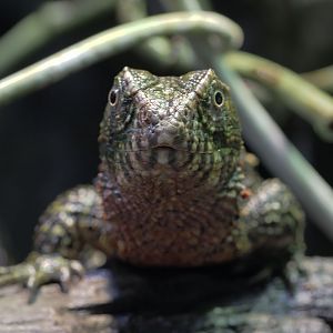 Chinese crocodile lizard