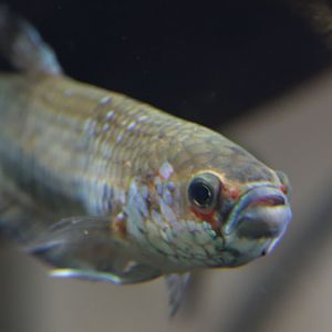 Black tiger Betta