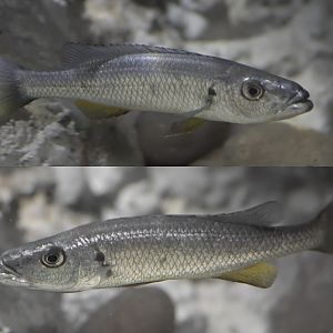 Rhamphochromis sp. 'Chilingali', dominant male.