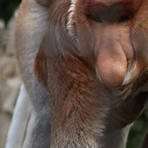 Proboscis monkey