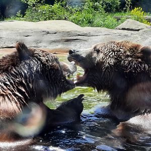 Fighting Grizzly Bears