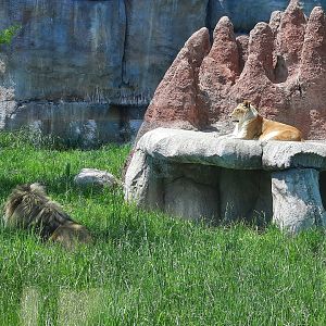 Sunbathing Lions