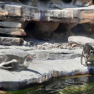 Humboldt Penguins