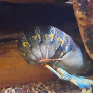 Blue Shelled Lobster
