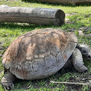 Galapogos Tortoise
