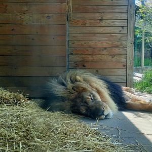 African Lion Up Close