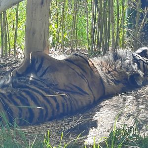 Sumatran Tiger